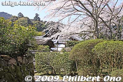 This is the closest we can get to Kangaku-in Hall, a National Treasure at Miidera temple in Otsu.
Keywords: shiga otsu miidera onjoji temple tendai buddhist sect cherry blossoms sakura shigabestkokuho