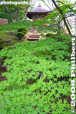 Bishamon-do Hall and maple leaves. Should return in fall.
Keywords: shiga otsu miidera onjoji temple tendai buddhist sect