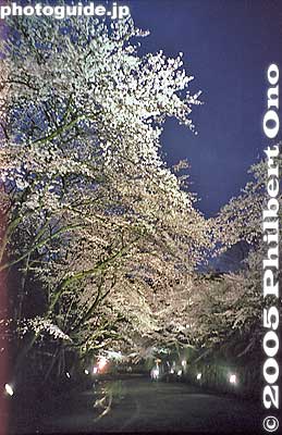 Beautiful cherry blossoms at night.
Keywords: shiga otsu miidera onjoji temple tendai buddhist sect