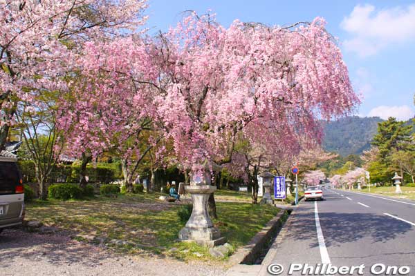 In Sakamoto, Hiyoshi Baba road is lined with various cherry trees that bloom in mid-April.
Keywords: shiga otsu sakamoto cherry blossoms flowers sakura otsusakura shigabestsakura
