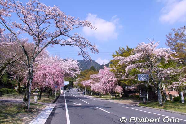 Hiyoshi Baba road
Keywords: shiga otsu sakamoto cherry blossoms flowers sakura otsusakura