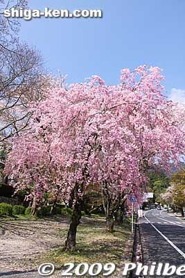 Keywords: shiga otsu sakamoto cherry blossoms flowers sakura otsusakura