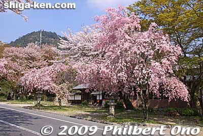 Keywords: shiga otsu sakamoto cherry blossoms flowers sakura otsusakura