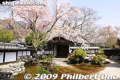 Garden at a temple in Sakamoto.
Keywords: shiga otsu sakamoto cherry blossoms flowers sakura 