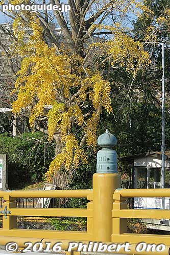 Seta-no-Karahashi Bridge in autumn. 瀬田之唐橋
Keywords: shiga otsu seta river karahashi bridge