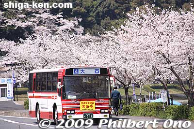 The Seta are is also accessible by bus.
Keywords: shiga otsu seta river bus cherry blossoms
