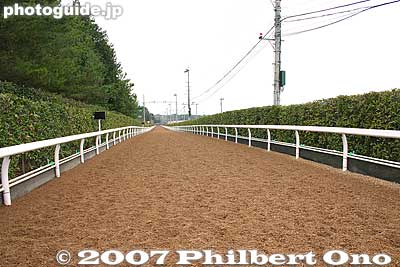 Uphill training course with wood chips. 坂路調教馬場
Keywords: shiga ritto jra training center horse race racing thoroughbred
