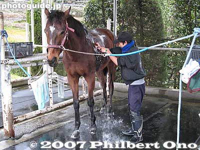 Washing a horse with warrm water.
Keywords: shiga ritto jra training center horse race racing thoroughbred
