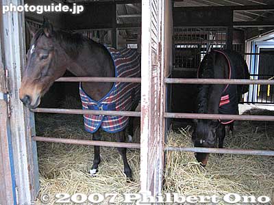 Horses in stable.
Keywords: shiga ritto jra training center horse race racing thoroughbred