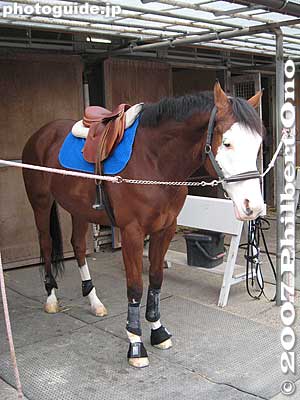 Unusual horse with a white face.
Keywords: shiga ritto jra training center horse race racing thoroughbred