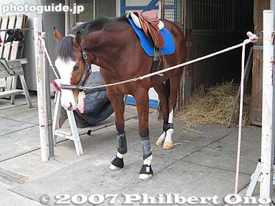 The left profile is brown.
Keywords: shiga ritto jra training center horse race racing thoroughbred