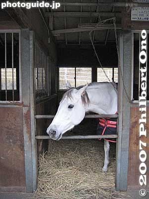 Hi horsey!
Keywords: shiga ritto jra training center horse race racing thoroughbred