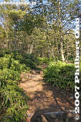 Trail flanked by ferns
Keywords: shiga ryuo-cho ryuoh-cho mountain mt. yukinoyama