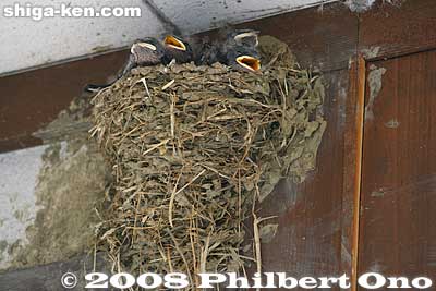 On the ceiling of Taga Taisha-mae Station, there are sparrow (or are they swallows?) bird nests. This one had chicks waiting for its mother.
Keywords: shiga taga-cho town ohmi omi railways train station taga taisha-mae