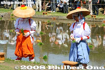 Keywords: shiga taga-cho taga taisha shrine shinto festival matsuri rice seedlings paddy paddies planting