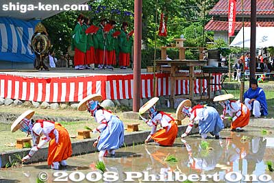 The taume girls start to plant the rice seedlings to match the tune of the rice-planting song sung by the girls on stage.
Keywords: shiga taga-cho taga taisha shrine shinto festival matsuri rice seedlings paddy paddies planting
