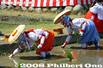 They plant the rice seedlings while walking backwards in the ankle-deep mud.
Keywords: shiga taga-cho taga taisha shrine shinto festival matsuri rice seedlings paddy paddies planting