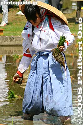 Keeping the hat on seemed to be common problem.
Keywords: shiga taga-cho taga taisha shrine shinto festival matsuri rice seedlings paddy paddies planting
