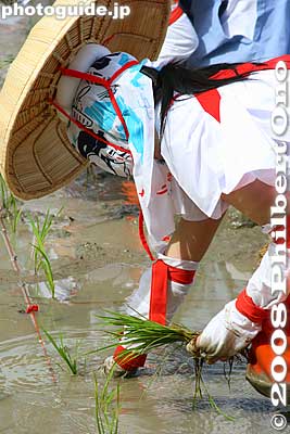 Girl planting rice, Taga Taisha O-taue Matsuri, Shiga Prefecture
Keywords: shiga taga-cho taga taisha shrine shinto festival matsuri rice seedlings paddy paddies planting