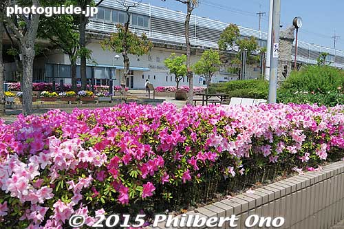 JR Omi-Imazu Station in spring with colorful azaleas.
Keywords: shiga takashima imazu lake biwa