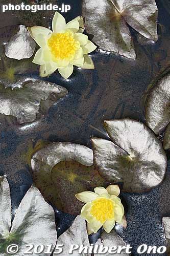 Water lilies
Keywords: shiga prefecture takashima city imazu imazucho lake biwa water lilies flowers