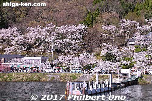 Lots of cherry blossoms greet boat passengers.
Keywords: shiga takashima kaizu-osaki cherry blossom cruise boat sakura