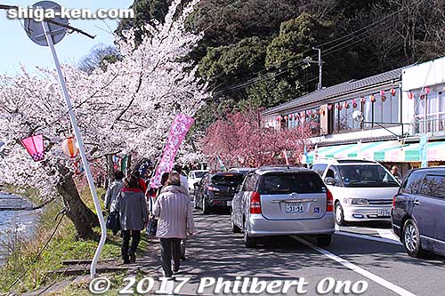 Just beware of the cars on the narrow road.
Keywords: shiga takashima kaizu-osaki cherry blossom cruise boat sakura