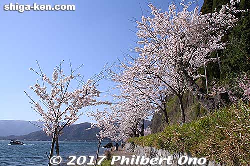 There's a footpath along the shore.
Keywords: shiga takashima kaizu-osaki cherry blossom cruise boat sakura shigabestsakura
