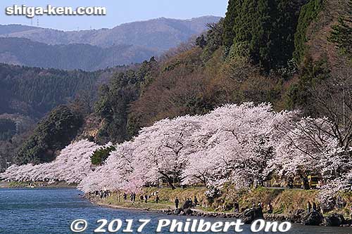 Kaizu-Osaki cherry blossoms as seen from sakura cruise boat.
Keywords: shiga takashima kaizu-osaki cherry blossom cruise boat sakura shigabestsakura