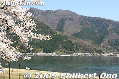 You can see a line of pink along the shore of the peninsula in the distance.
Keywords: shiga takashima makino-cho kaizu-osaki cherry blossoms sakura flowers lake biwa