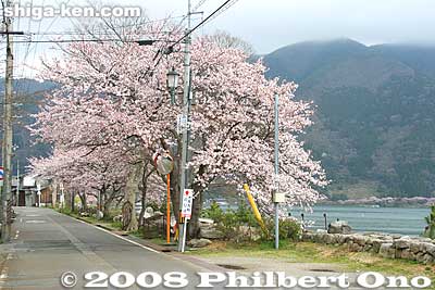A few cherry trees along the way to Kaizu-Osaki.
Keywords: shiga takashima makino-cho kaizu-osaki cherry blossoms sakura flowers lake biwa