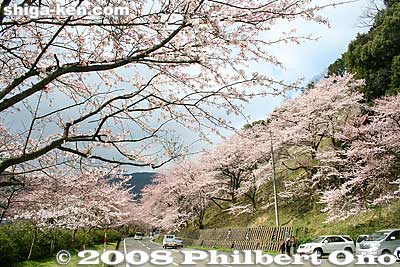 Kaizu-Osaki cherry blossoms. These cherry trees were first planted in 1936 to commemorate the opening of Osaki Tunnel. Some 600 cherry trees were planted along a 4-kilometer route along the lakeshore.
Keywords: shiga takashima makino-cho kaizu-osaki cherry blossoms sakura flowers lake biwa shigabestsakura