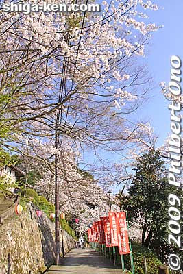 There's a slope that goes up to the temple. 
Keywords: shiga takashima makino-cho kaizu-osaki cherry blossoms sakura flowers lake biwa 