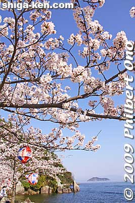 Keywords: shiga takashima makino-cho kaizu-osaki cherry blossoms sakura flowers lake biwa shigabestsakura