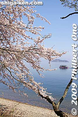 Keywords: shiga takashima makino-cho kaizu-osaki cherry blossoms sakura flowers lake biwa 