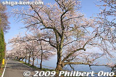 Kaizu-Osaki cherry blossoms in northern Lake Biwa.
Keywords: shiga takashima makino-cho kaizu-osaki cherry blossoms sakura flowers lake biwa shigabestsakura