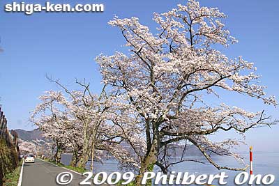 Keywords: shiga takashima makino-cho kaizu-osaki cherry blossoms sakura flowers lake biwa chikubushima island 