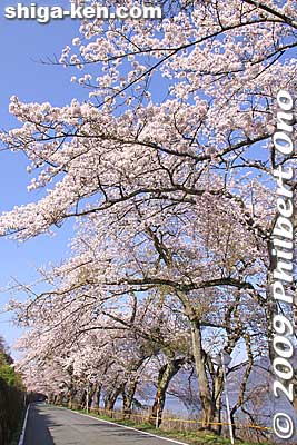 Keywords: shiga takashima makino-cho kaizu-osaki cherry blossoms sakura flowers lake biwa chikubushima island 