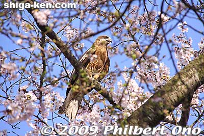 A black kite is perched in a cherry tree.
Keywords: shiga takashima makino-cho kaizu-osaki cherry blossoms sakura flowers japanwildlife