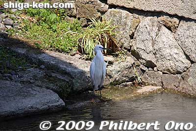 Bird looks for its meal in the stream.
Keywords: shiga takashima shin-asahi harie