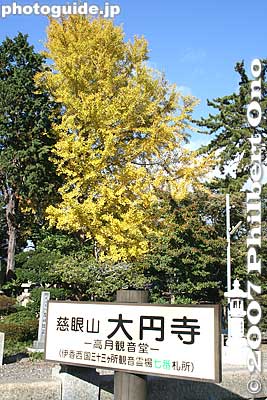 Takatsuki Kannon Temple (Daienji temple) is also near Takatsuki Station, in the south. Temple noted for a 1000-arm Kannon statue. 大円寺 [url=http://goo.gl/maps/5mfB2]MAP[/url]
Keywords: shiga takatsuki-cho kannon temple gingko tree autumn fall foilage