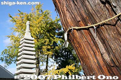 Keywords: shiga takatsuki-cho kannon temple gingko tree autumn fall foilage