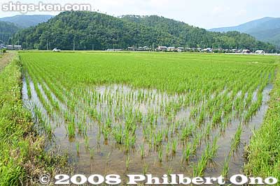 Rice paddies next to Okaido.
Keywords: shiga nagahama takatsuki-cho amenomori hoshu-an museum korean