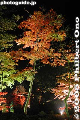 Keywords: shiga yasu hyozu taisha shinto shrine fall autumn leaves foliage colors japanese garden