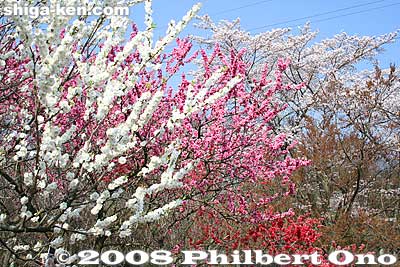 Cherry blossoms
Keywords: shiga yasu omi-fuji karyoku koen park flowers sakura cherry blossoms spring shigabestsakura