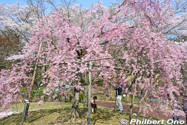 Weeping cherry tree in Omi-Fuji Karyoku Koen Park (also called Omi-Fuji Green Acres) in Yasu.
Keywords: shiga yasu omi-fuji karyoku koen park flowers sakura cherry blossoms shigabestsakura