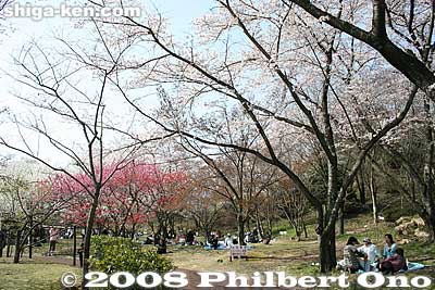 Keywords: shiga yasu omi-fuji karyoku koen park flowers sakura cherry blossoms