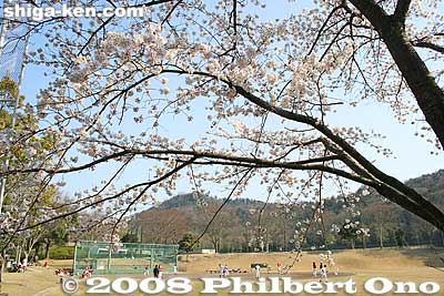 Cherry blossoms and softball field
Keywords: shiga yasu kibogaoka bunka culture park sports
