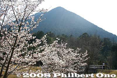 View of Mt. Mikami from Omi-Fuji Karyoku Koen Park in spring.
Keywords: shiga yasu mt. mikami mountain hiking forest trees