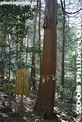 Sacred tree. The bark from this tree is used for the roofing of the shrine. Do not scratch or damage it.
Keywords: shiga yasu mt. mikami mountain hiking forest trees